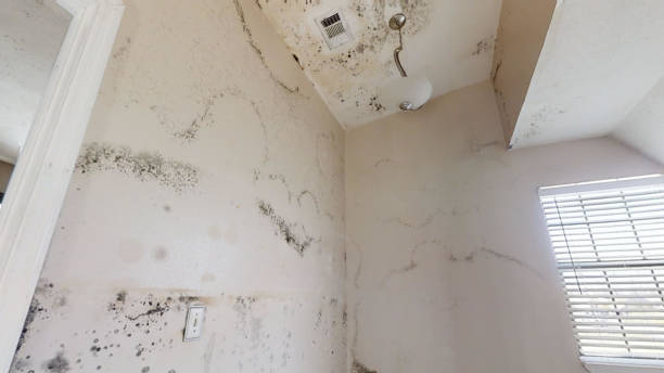 Best Basement Mold Removal  in Chapin, SC