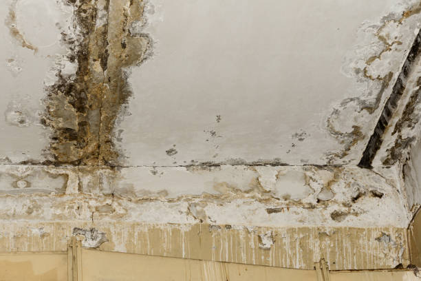 Best Mold Removal for HVAC Installations  in Chapin, SC