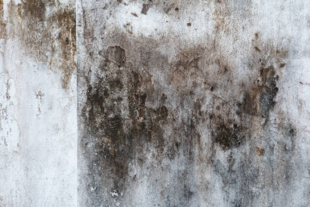 Best HVAC Mold Inspection and Cleaning  in Chapin, SC