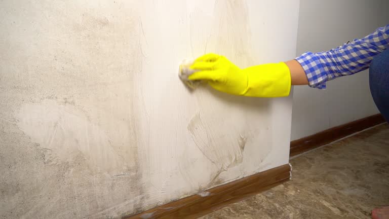 Reliable Chapin, SC Mold Removal Solutions