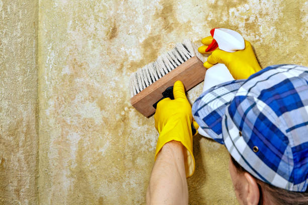 Best Comprehensive Air Testing for Mold Contaminants  in Chapin, SC