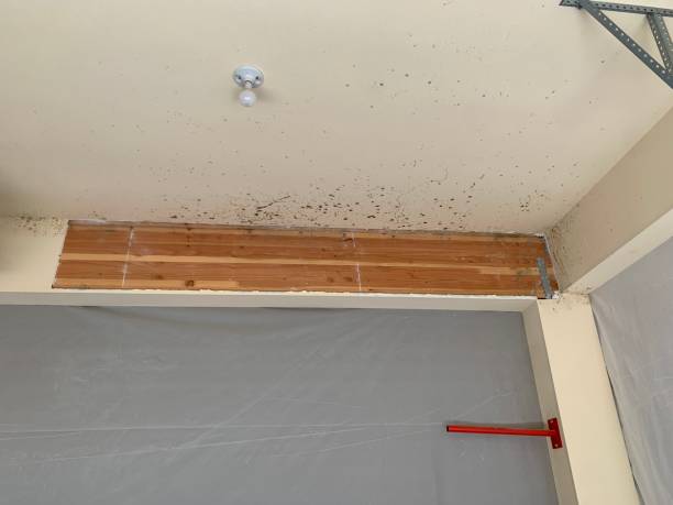 Best Industrial Mold Remediation  in Chapin, SC