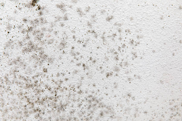  Chapin, SC Mold Removal Pros