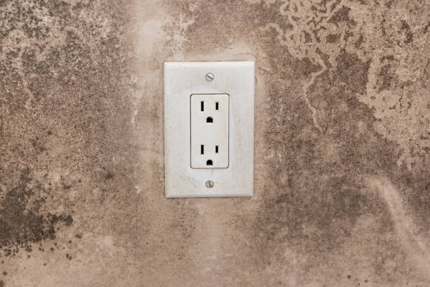 Best Forensic Mold Investigation  in Chapin, SC