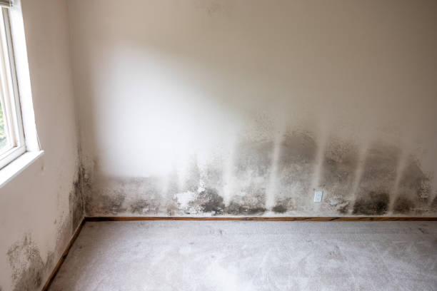 Best Comprehensive Air Testing for Mold Contaminants  in Chapin, SC